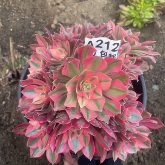 多肉植物212粉女巫