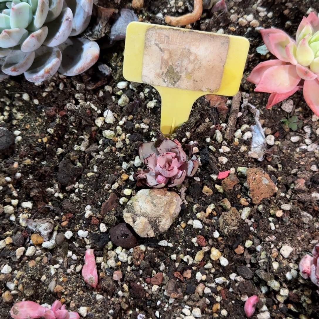 多肉植物见丝袜夫人哇塞