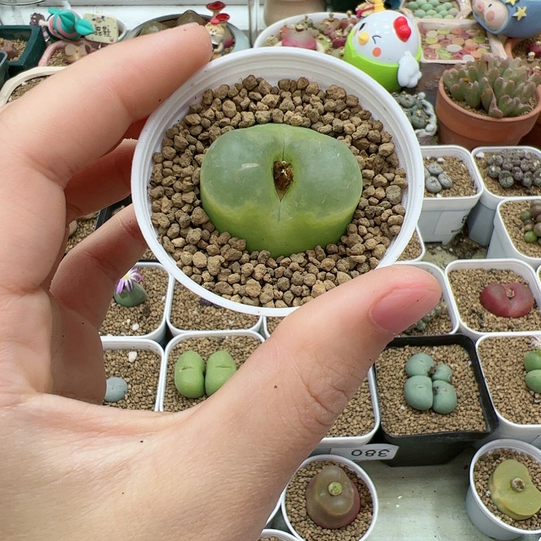 【闪购商品】397 带盆