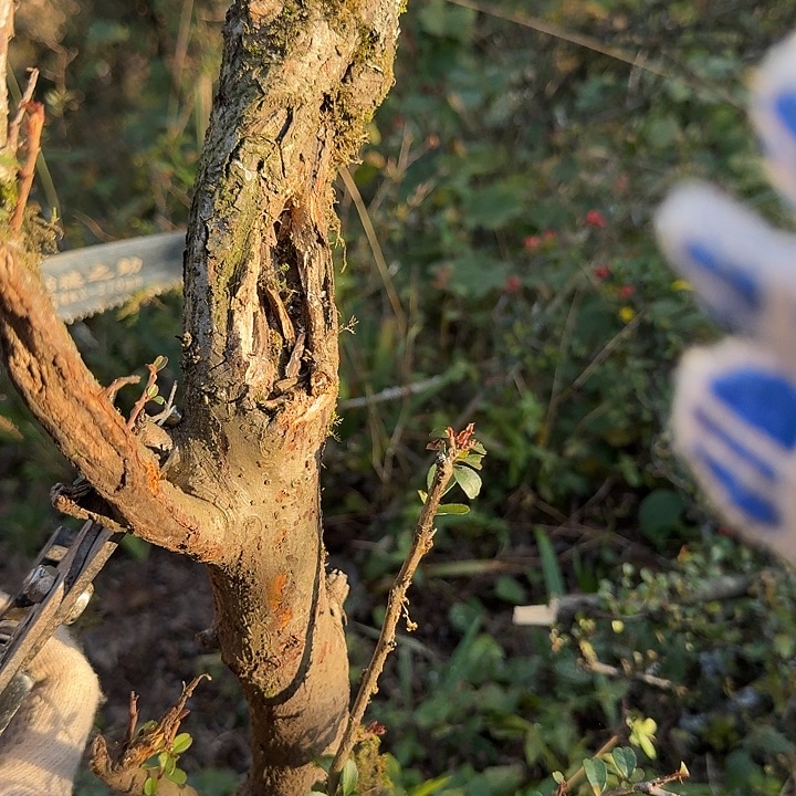 女***琳无花朵野生火棘一颗