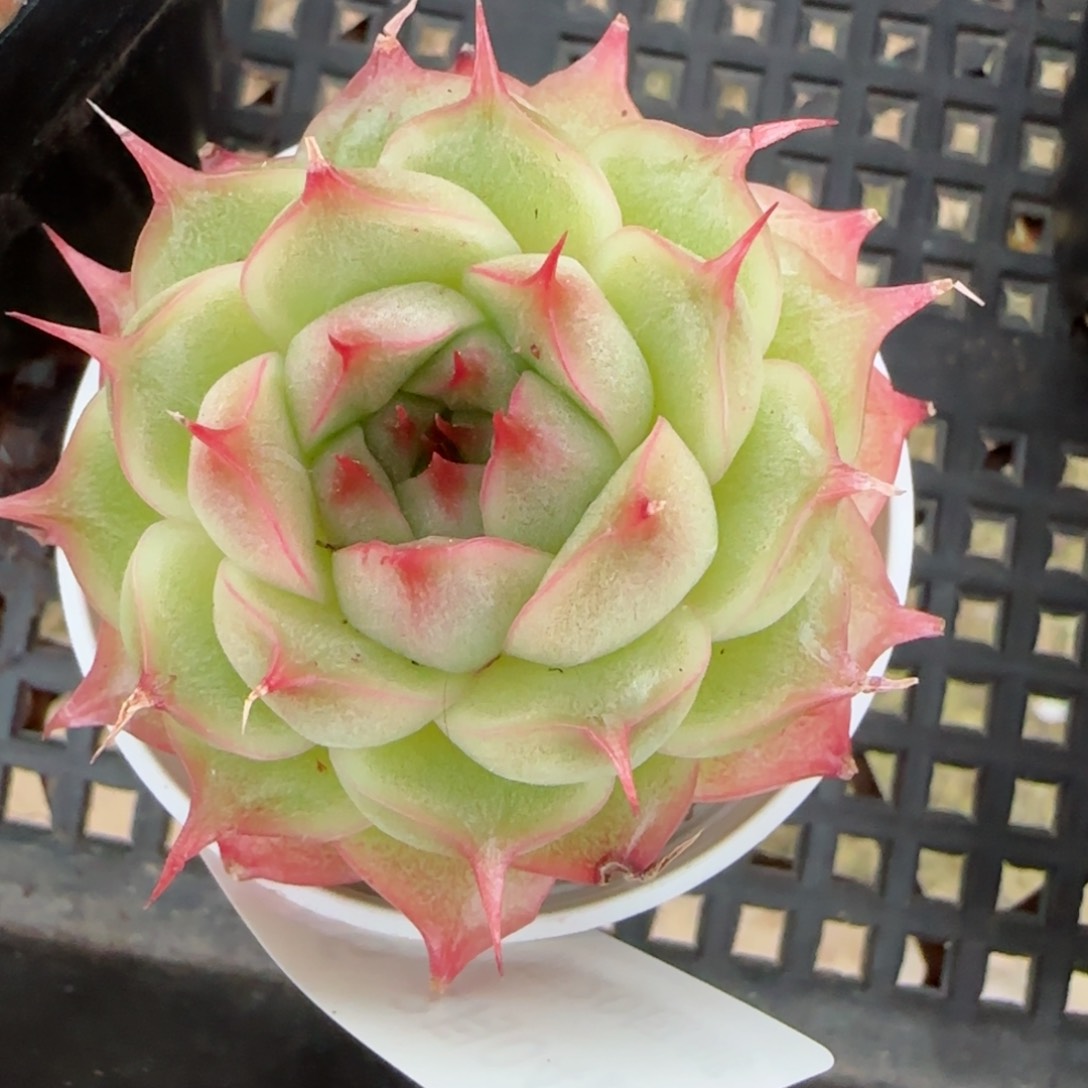 花语逸镜0204-746