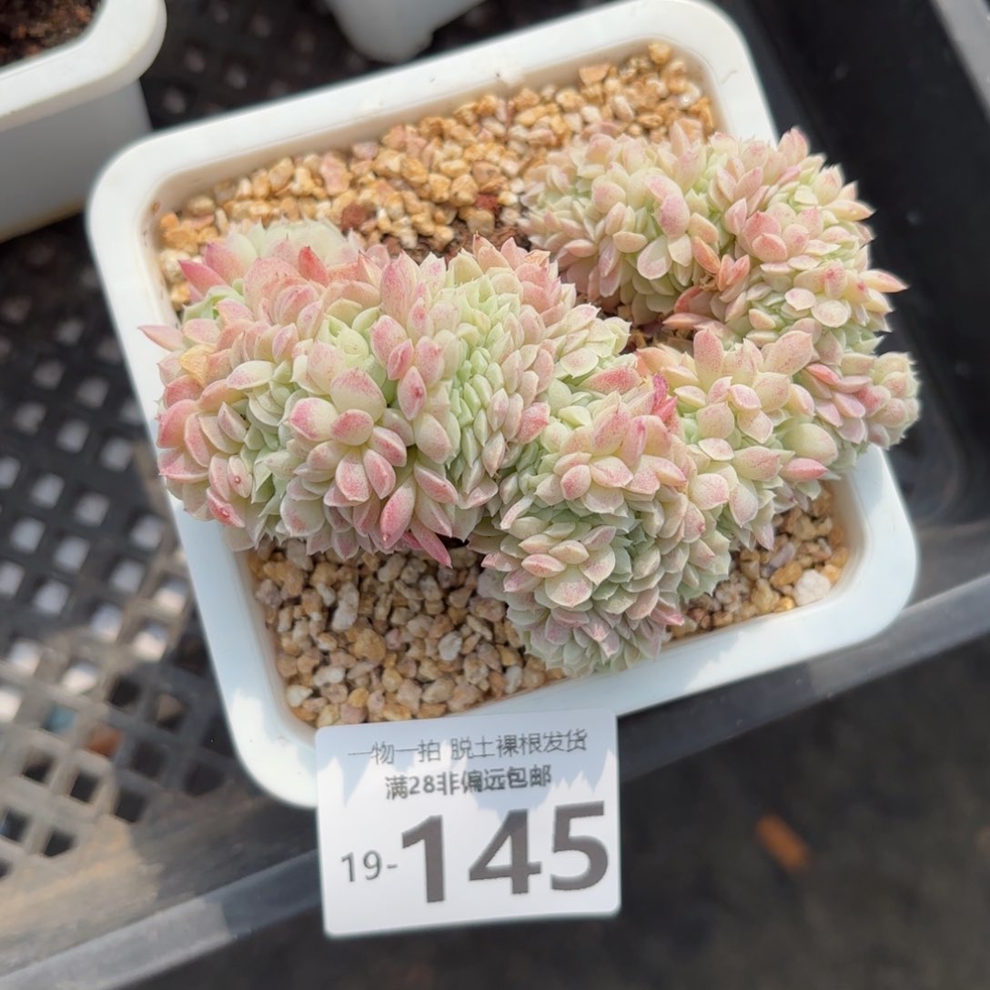 羊脂球缀化一物一拍