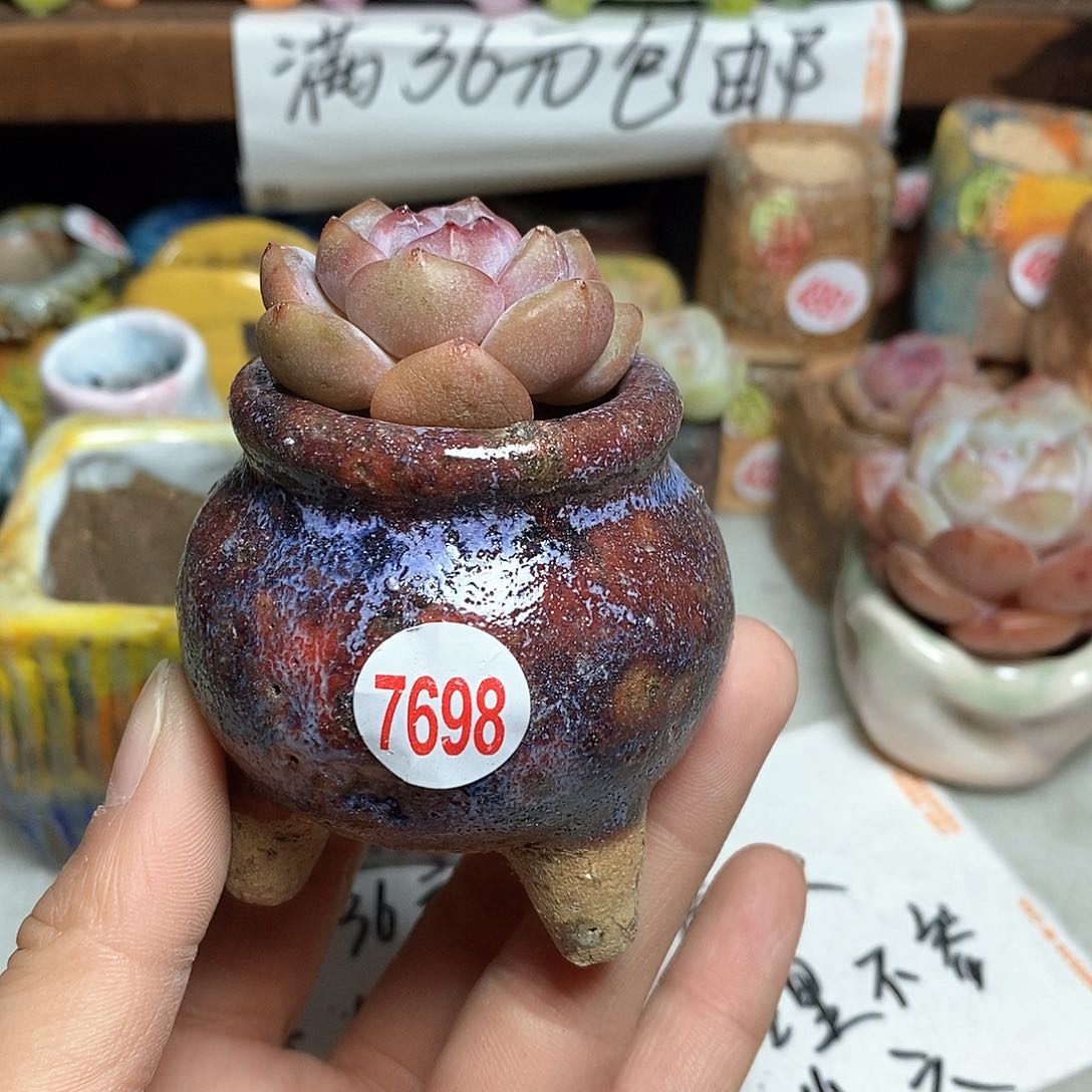 红陶拍5送一个小