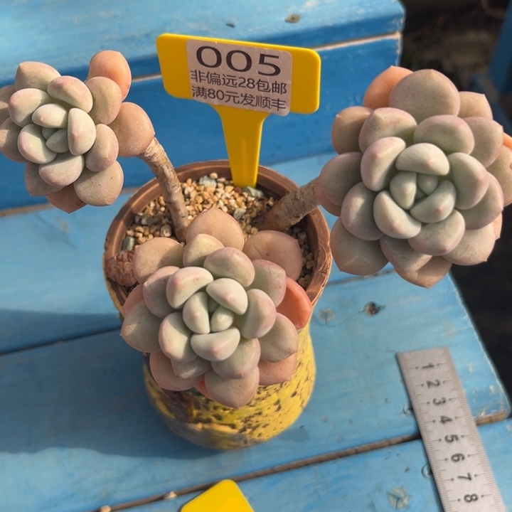 大005，vxvcbchhhfgg