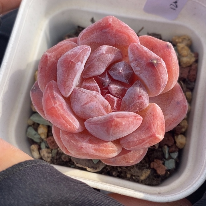 1206-71，粉魄多肉