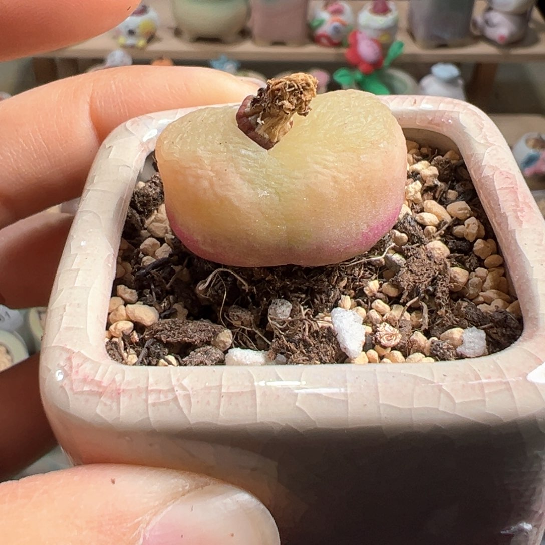 多肉植物236号粉白窗