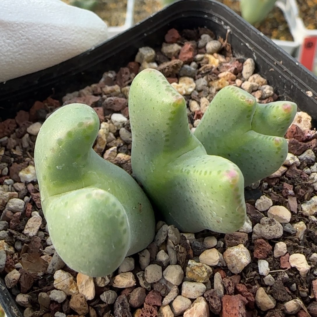 12-26-4-2当天满38包邮畸形少将脱土