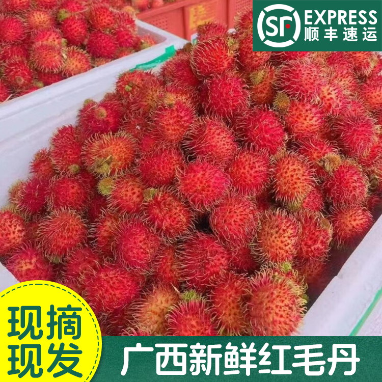 【顺丰包邮】广西新鲜红毛丹水果孕妇毛荔枝鲜果现摘现发1-5斤整箱