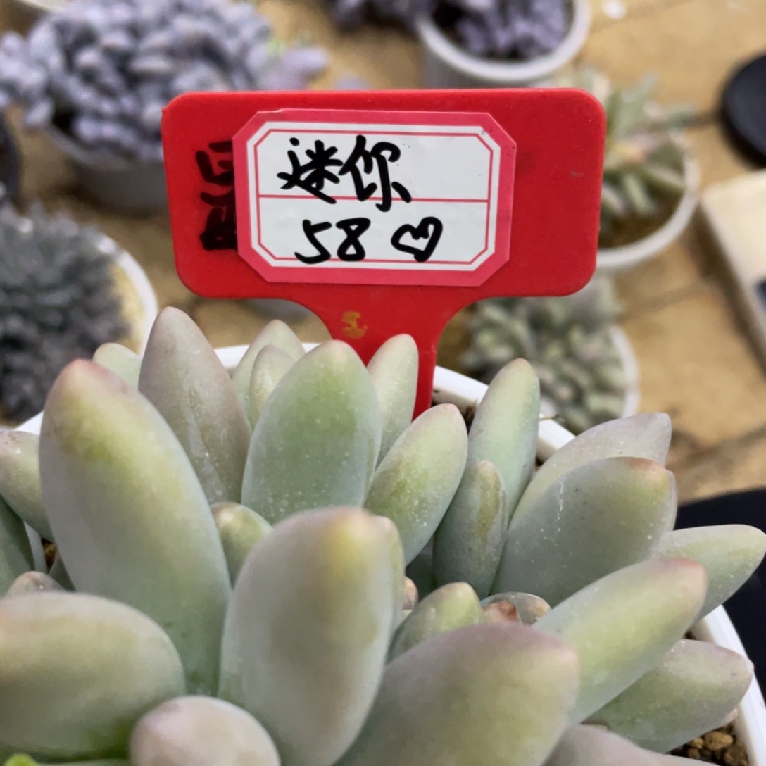 迷***肉柠檬苹果汁迷你58