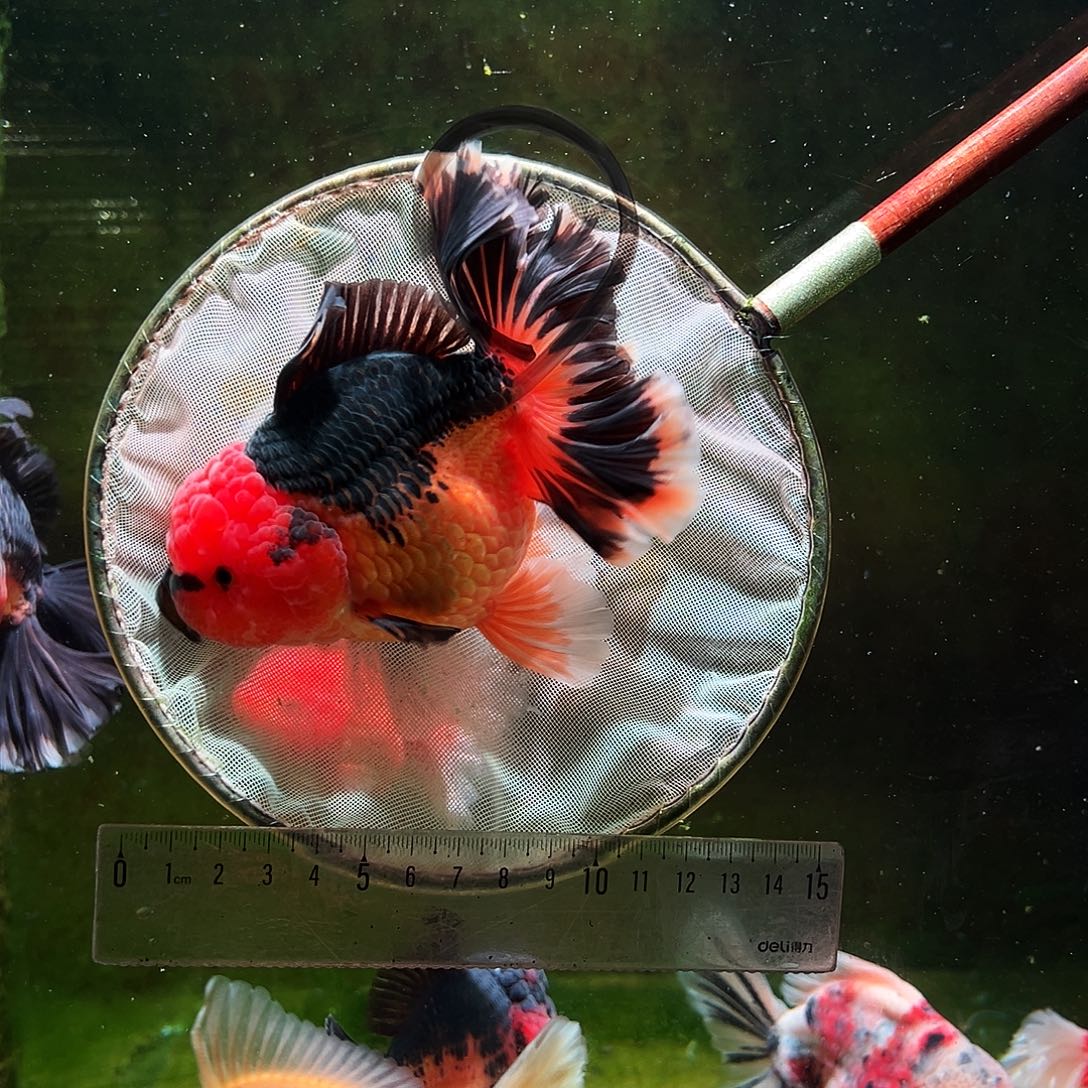 金鱼冷水金鱼百褶泰狮