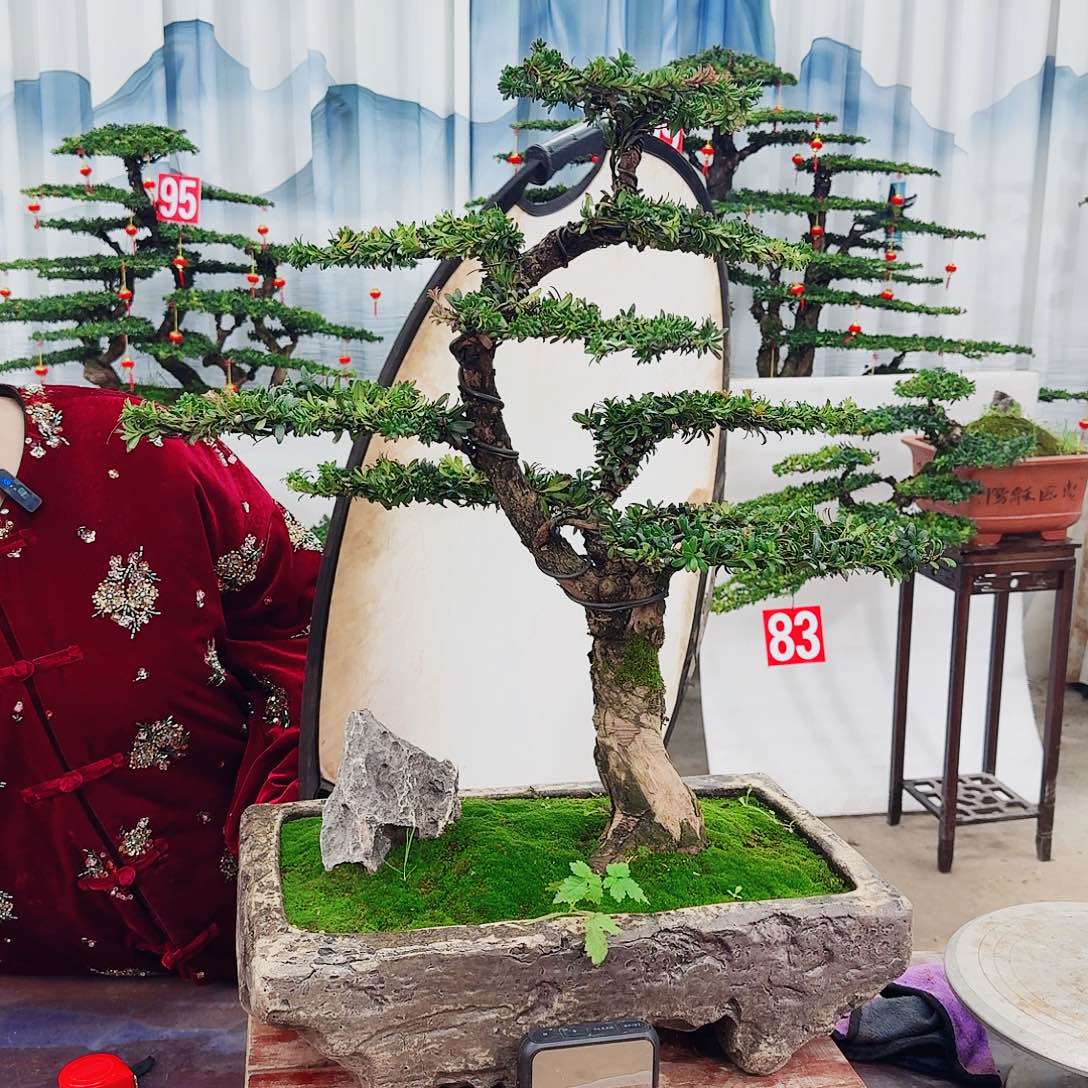 盆景罗汉松一物一拍