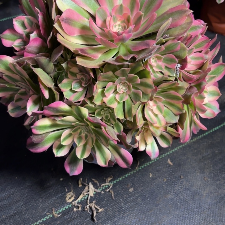 瑞妈一物一拍213