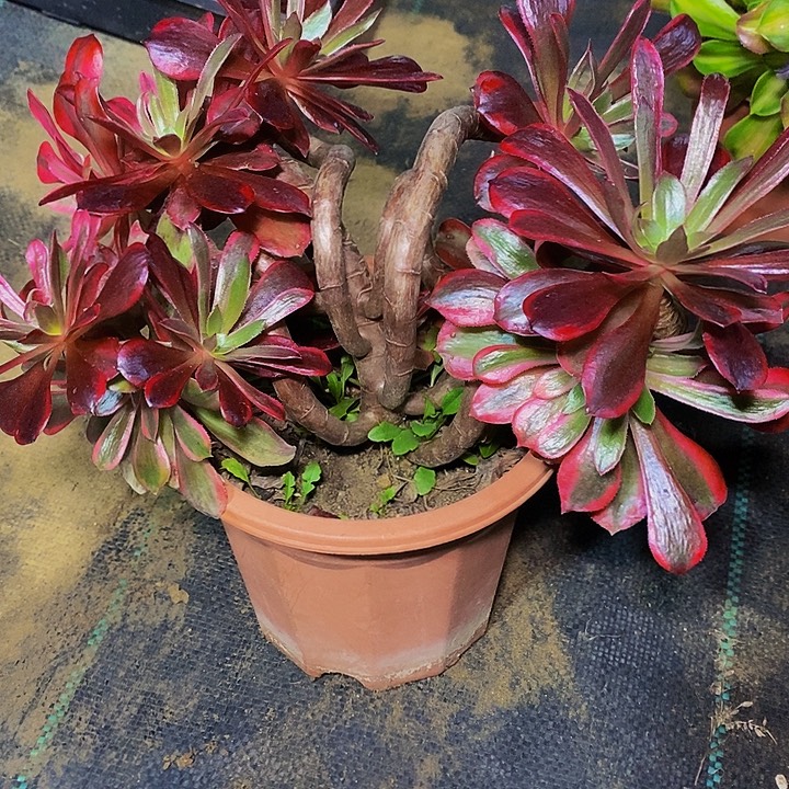 多肉植物保护研究所