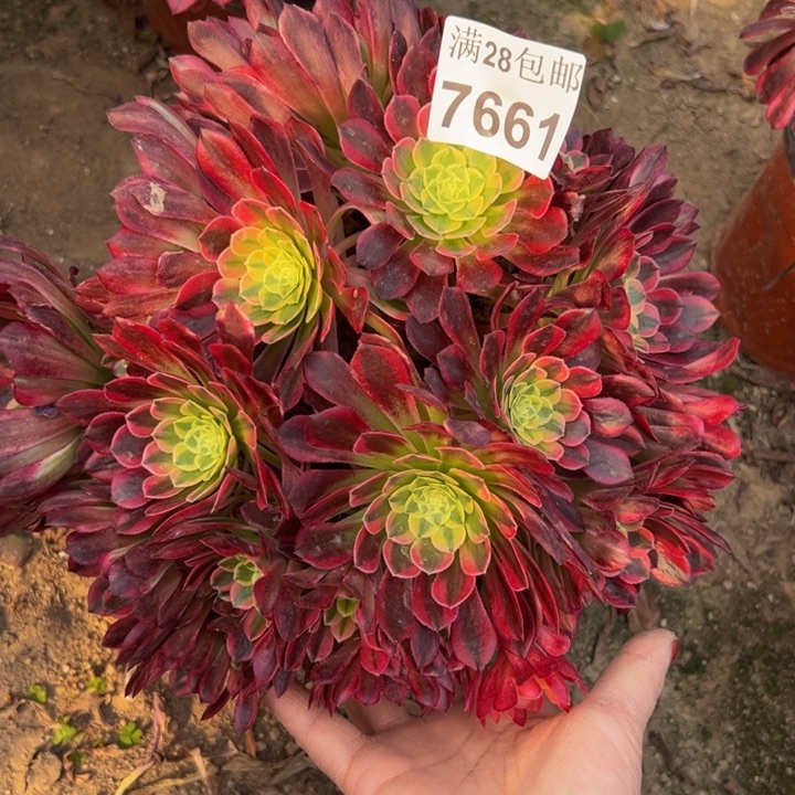 7661朝霞多肉植物