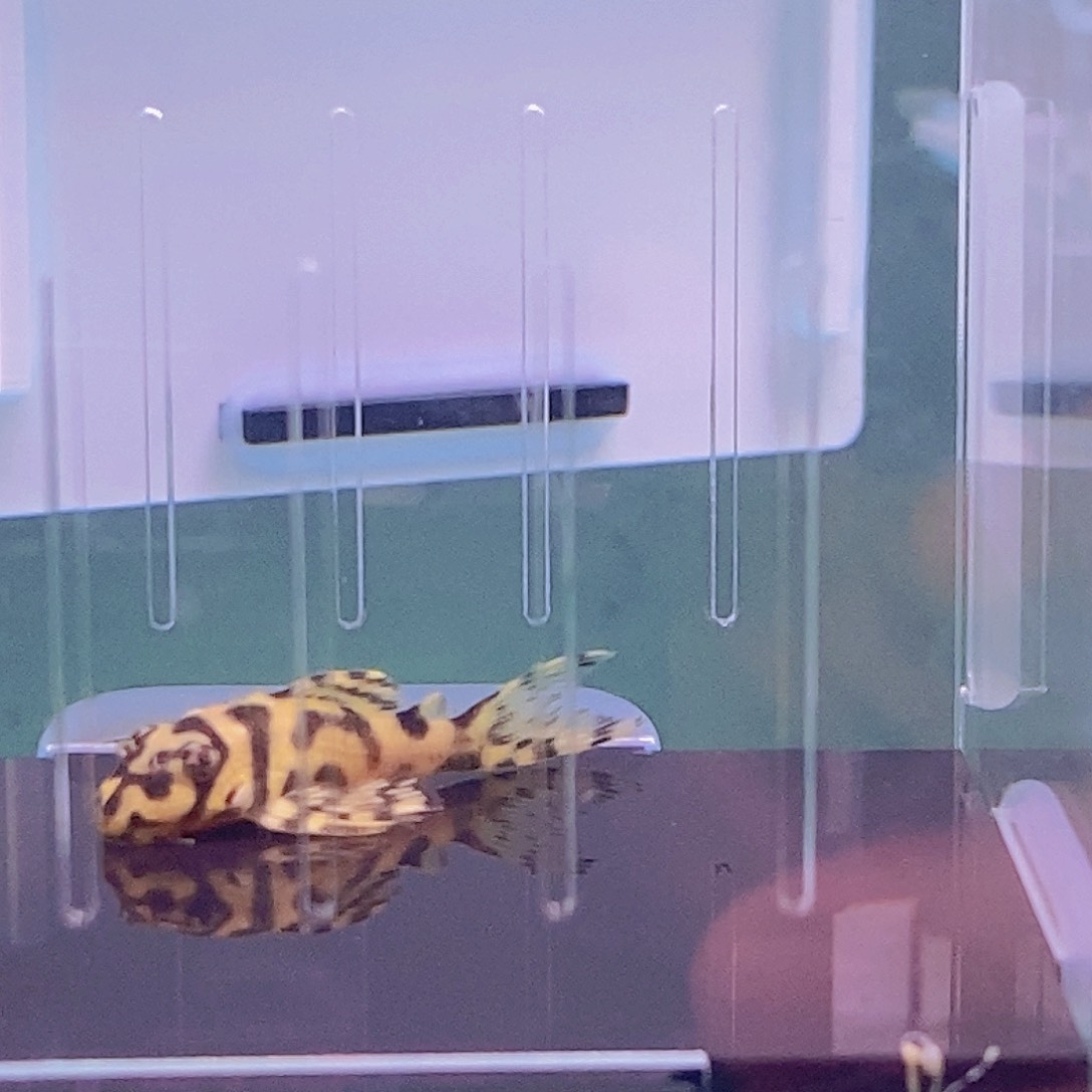 清道夫鱼236异型6号