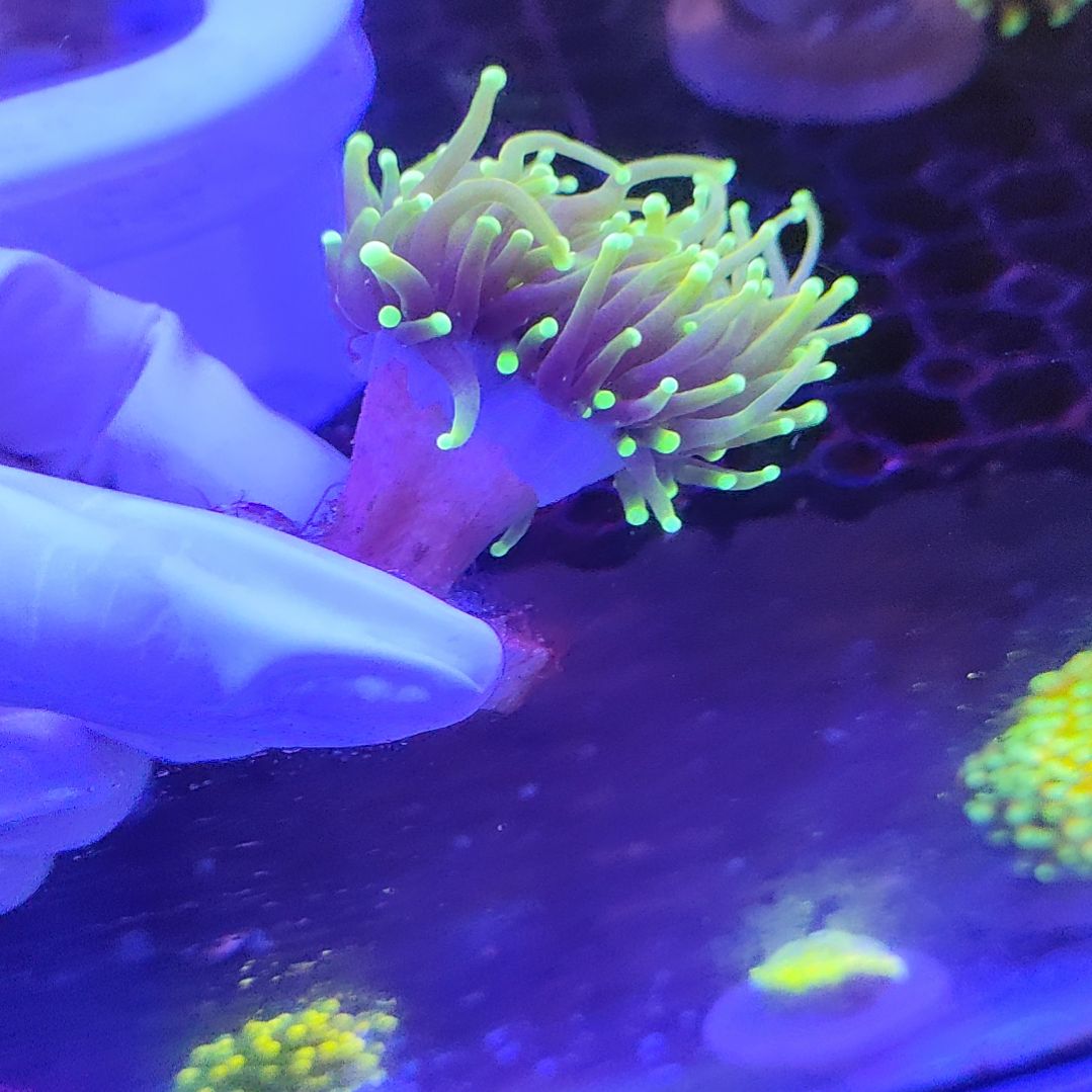 智海珊瑚链接 活体不支持退货