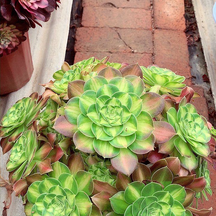 韶华捧花，多肉植物