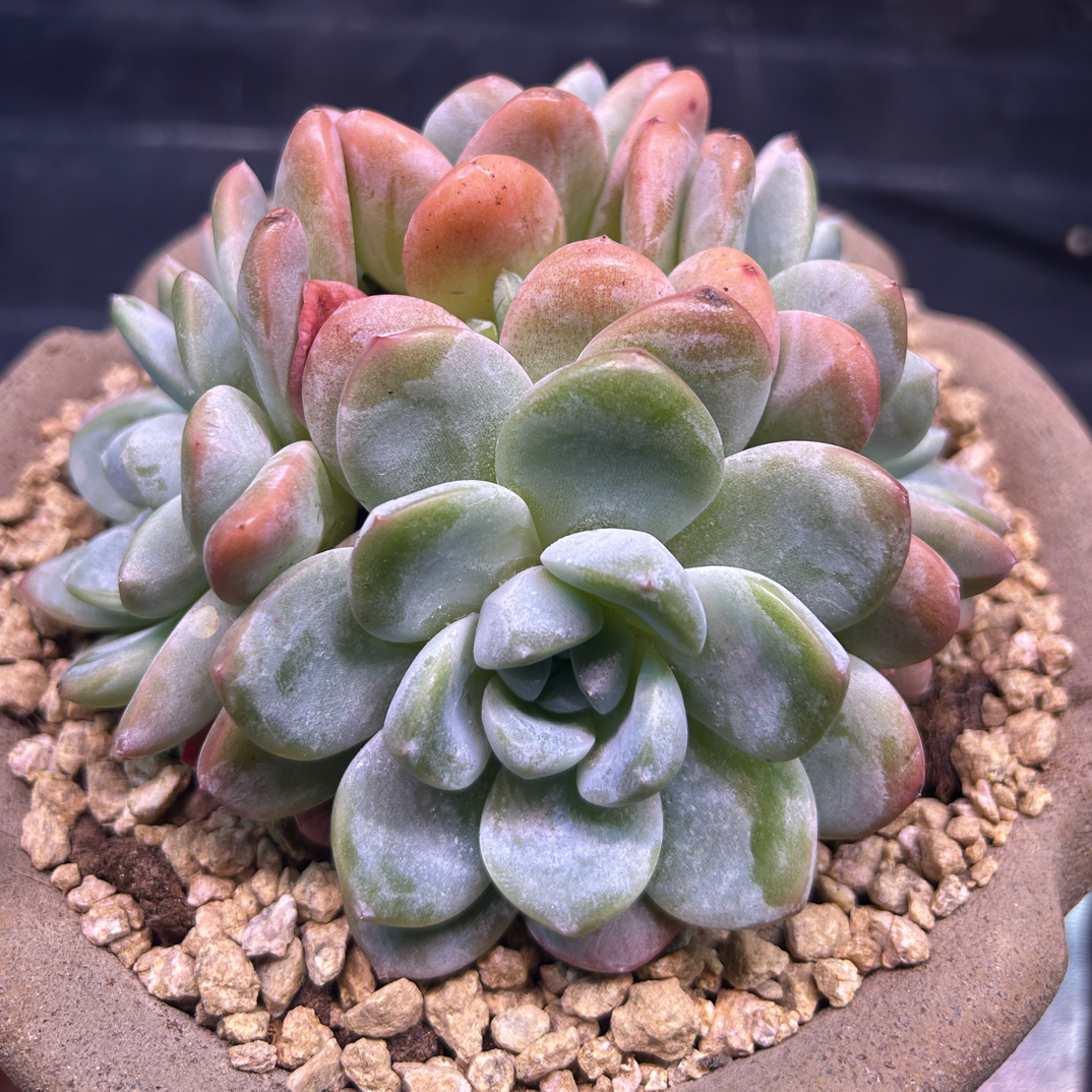 10041一物一拍玉蝴蝶群满18包邮非偏远包邮