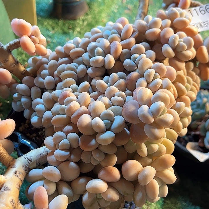 幸运的是我的朋友们