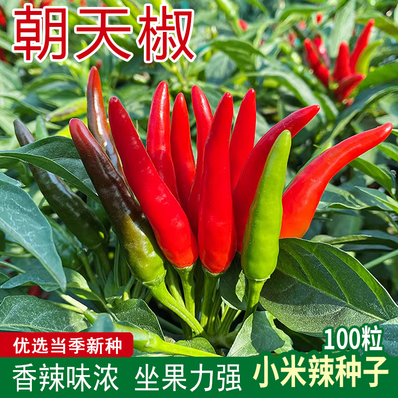 朝天辣椒种子甄选杂交小米辣椒种籽超辣春季播种辣味浓朝天椒种子