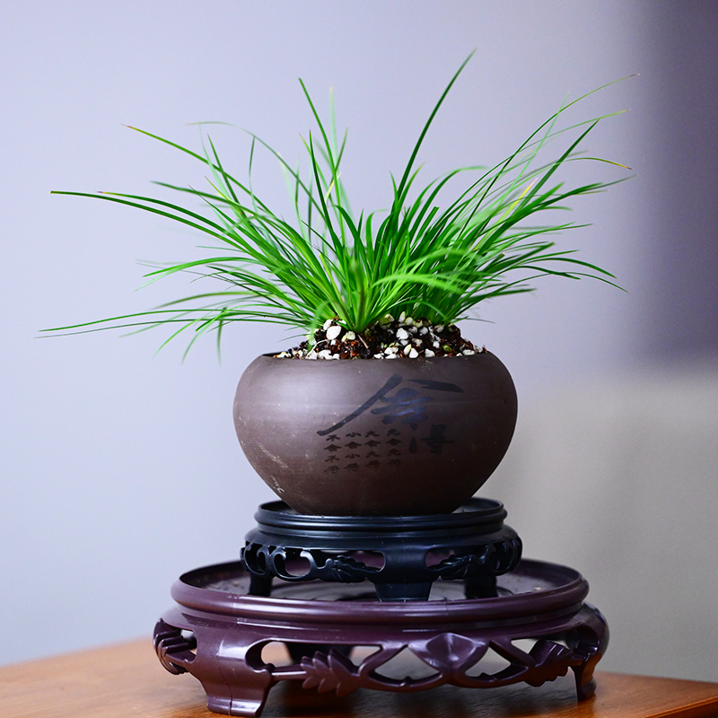 【虎须菖蒲】文人墨客 茶台必备 哥窑高端冰裂纹陶瓷盆