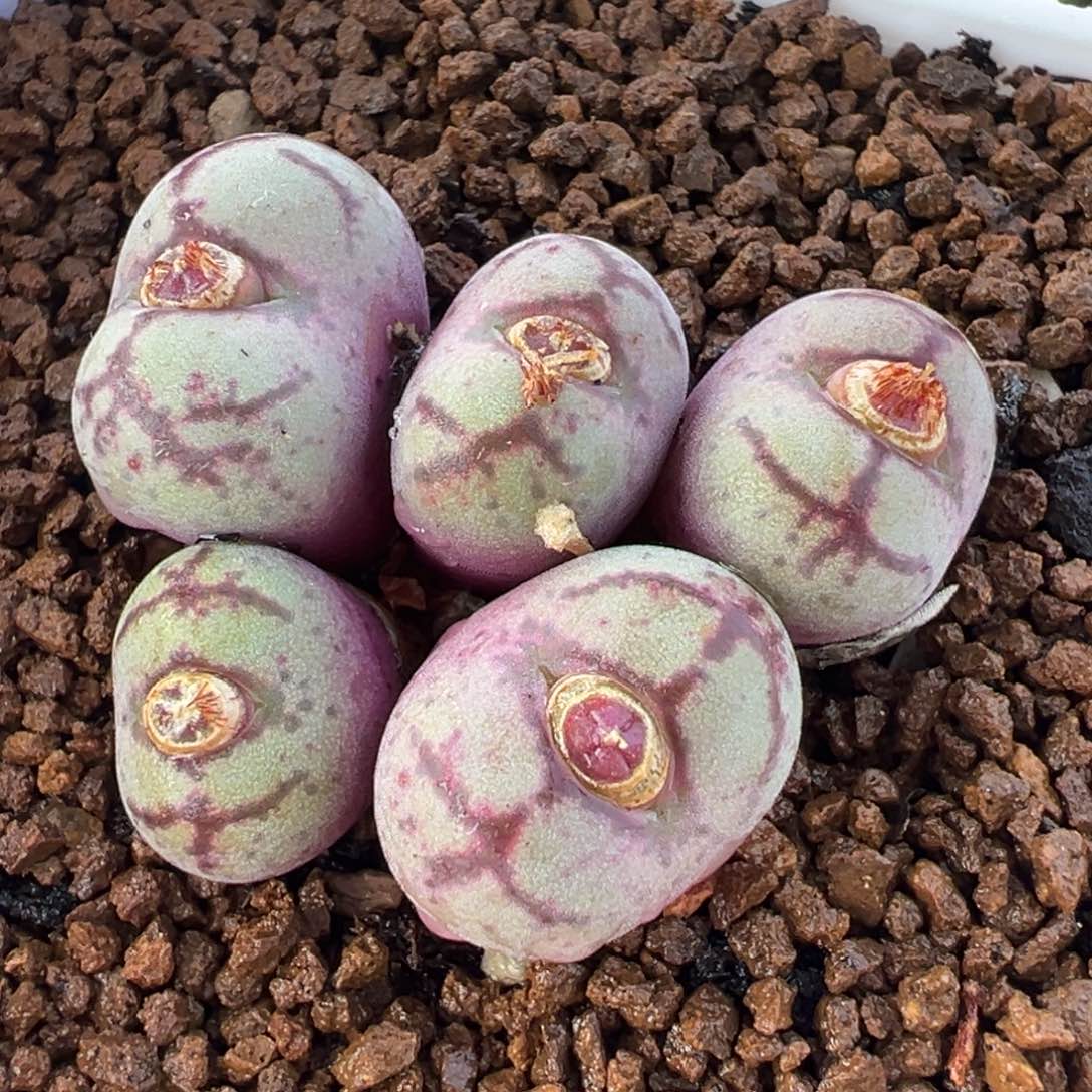 八重亘基多肉植物盆栽