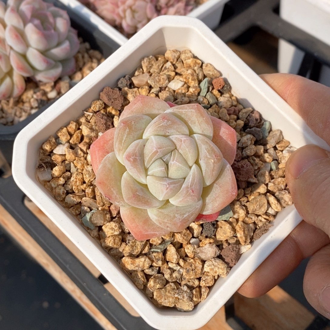 精品多肉一物一拍不包整58