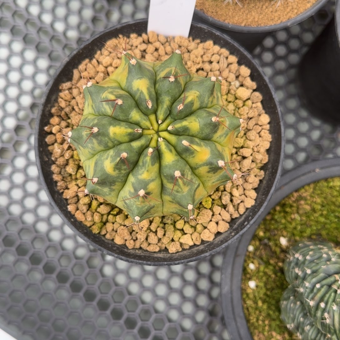 #***慧111-0215脱土发西皮呀a多肉