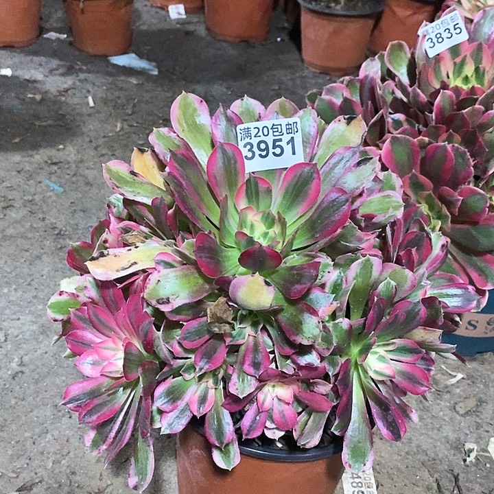 3951 一颗男神法师