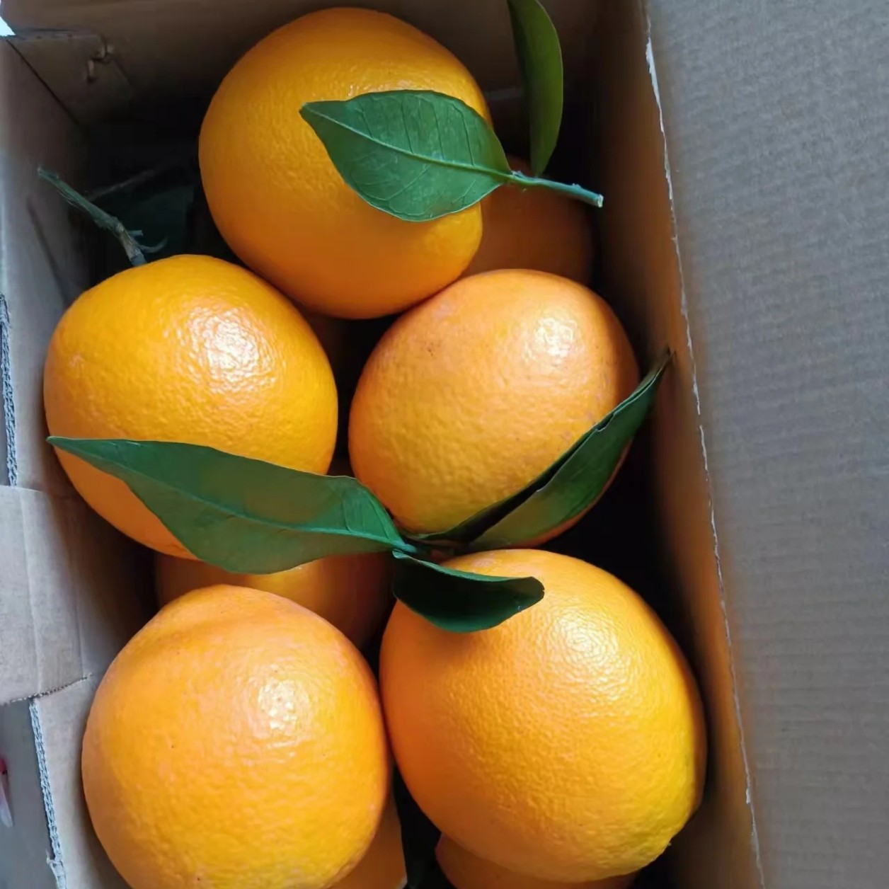 富川脐橙果园直发