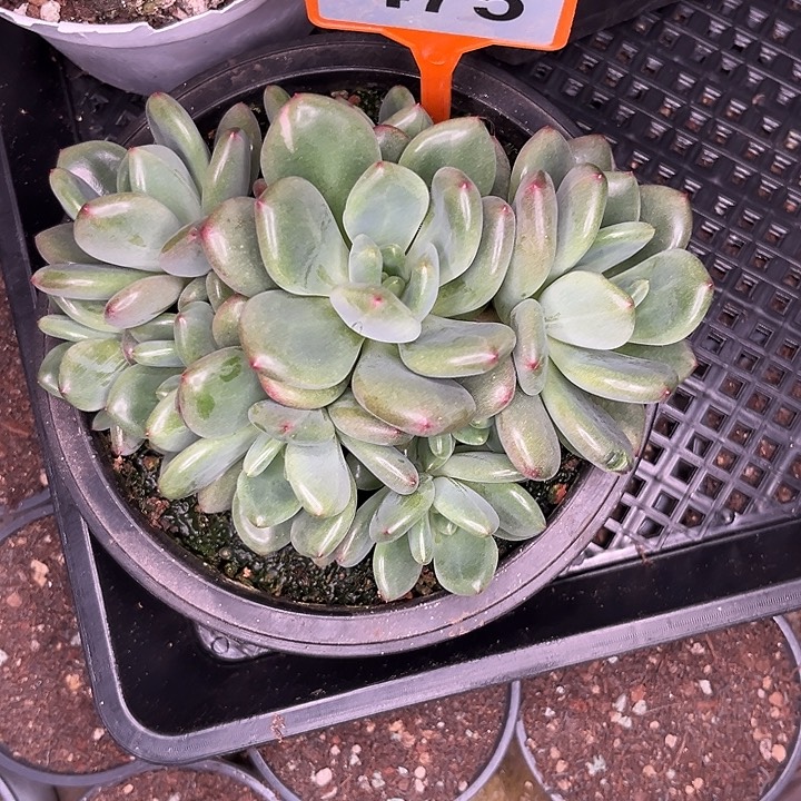 多肉植物橘洛美人475