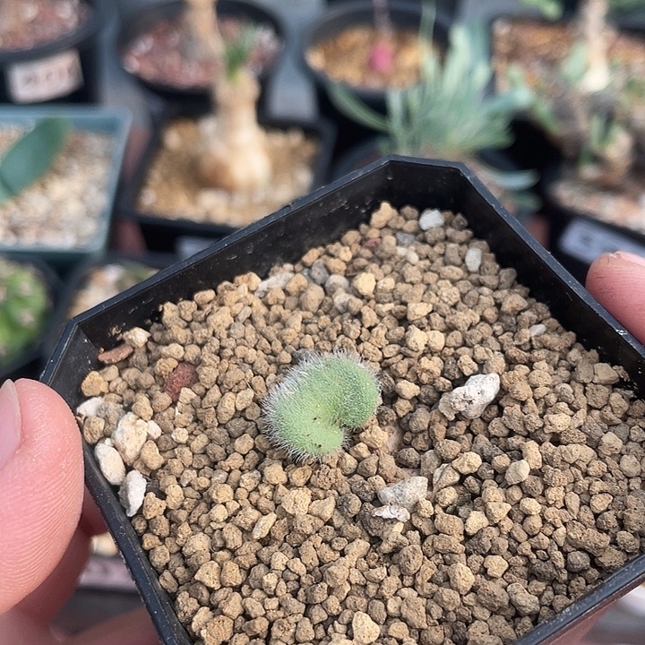 596全毛爱心雾冰玉