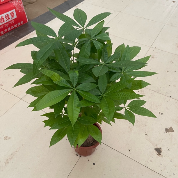 230单杆发财树盆栽