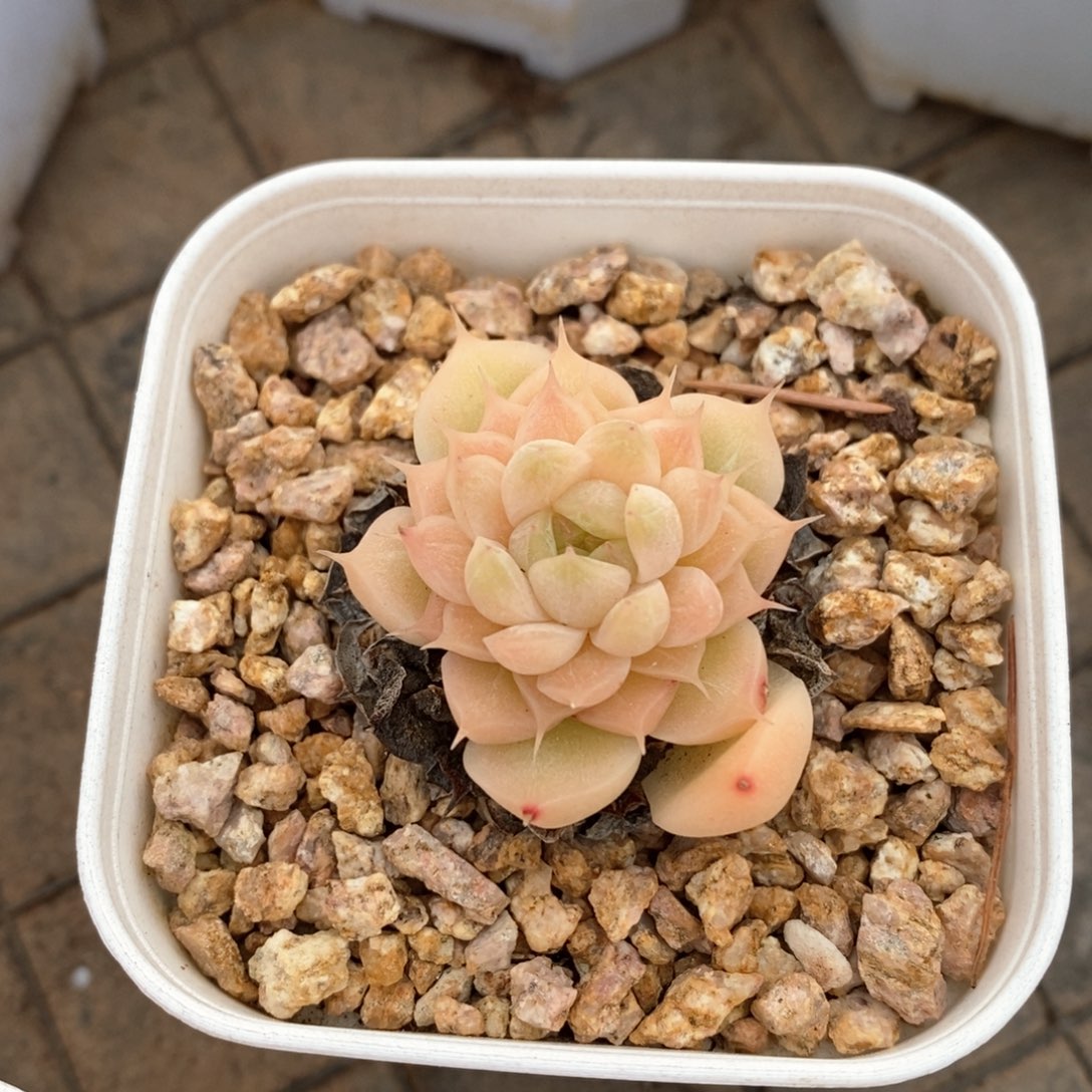 精品多肉一物一拍不包整145