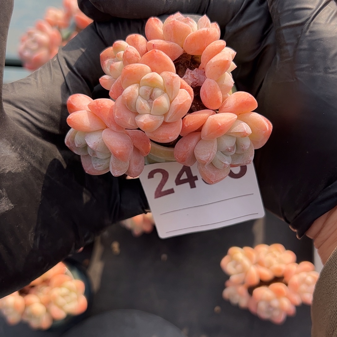 w***_2493，六头冰玉带盆发的