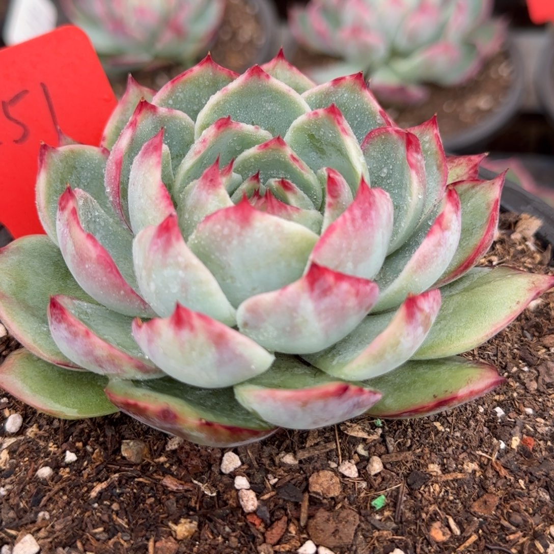 花脸拉丝惊鸿一物一拍包装收缩花旱251