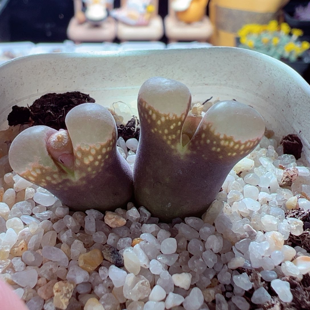 1127-640多肉多肉翻窗