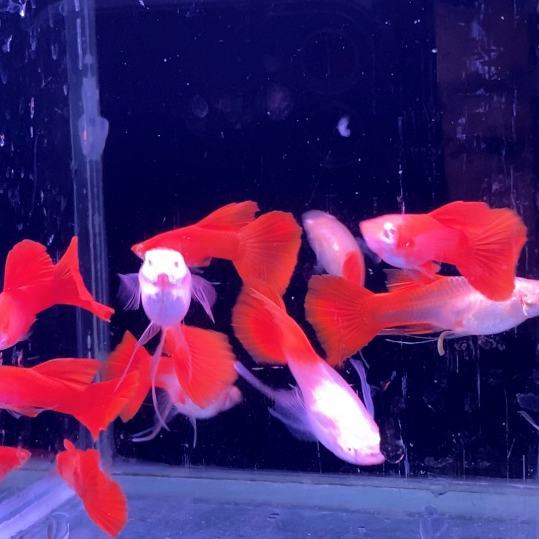 孔雀鱼血红飘带5对