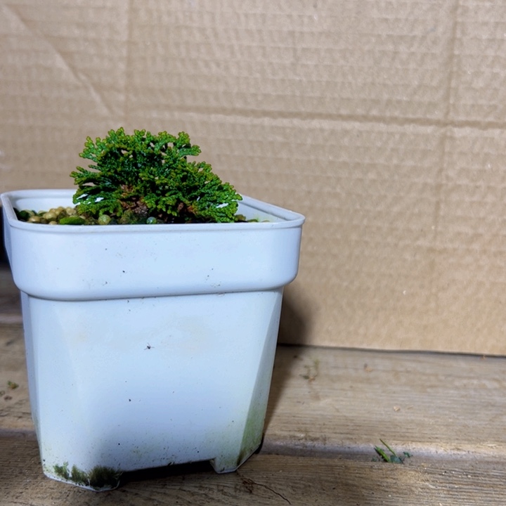 草****无花朵                 连山桧