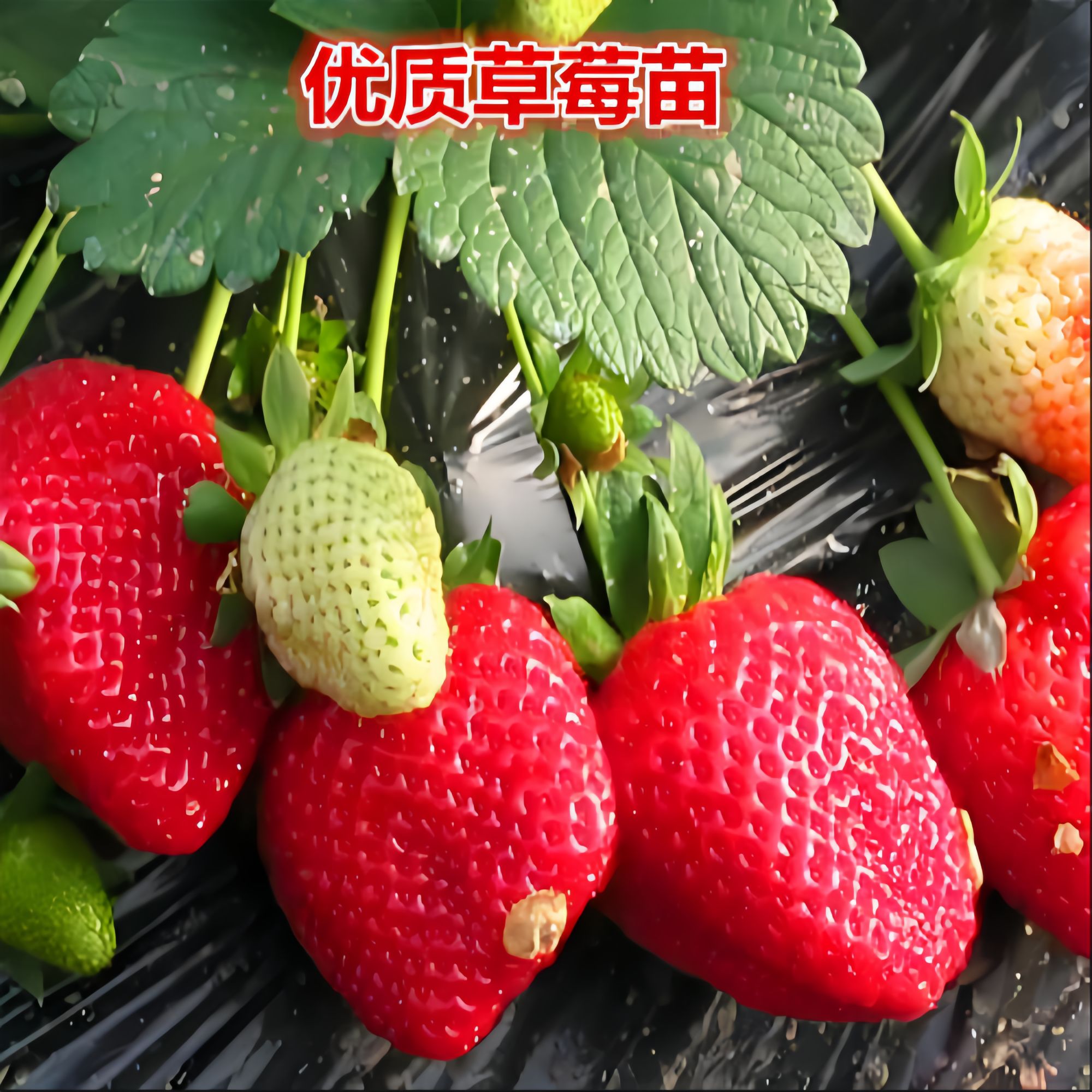 草莓苗秧四季结果盆栽穴盘苗奶油特大号优质批发玄玉红颜隋珠