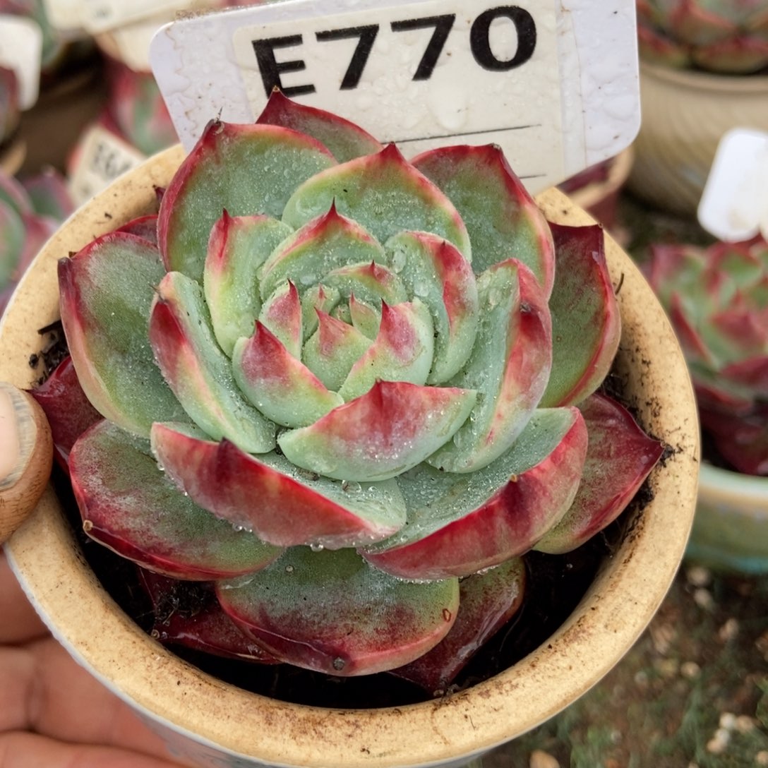 惊鸿一瞥770号多肉