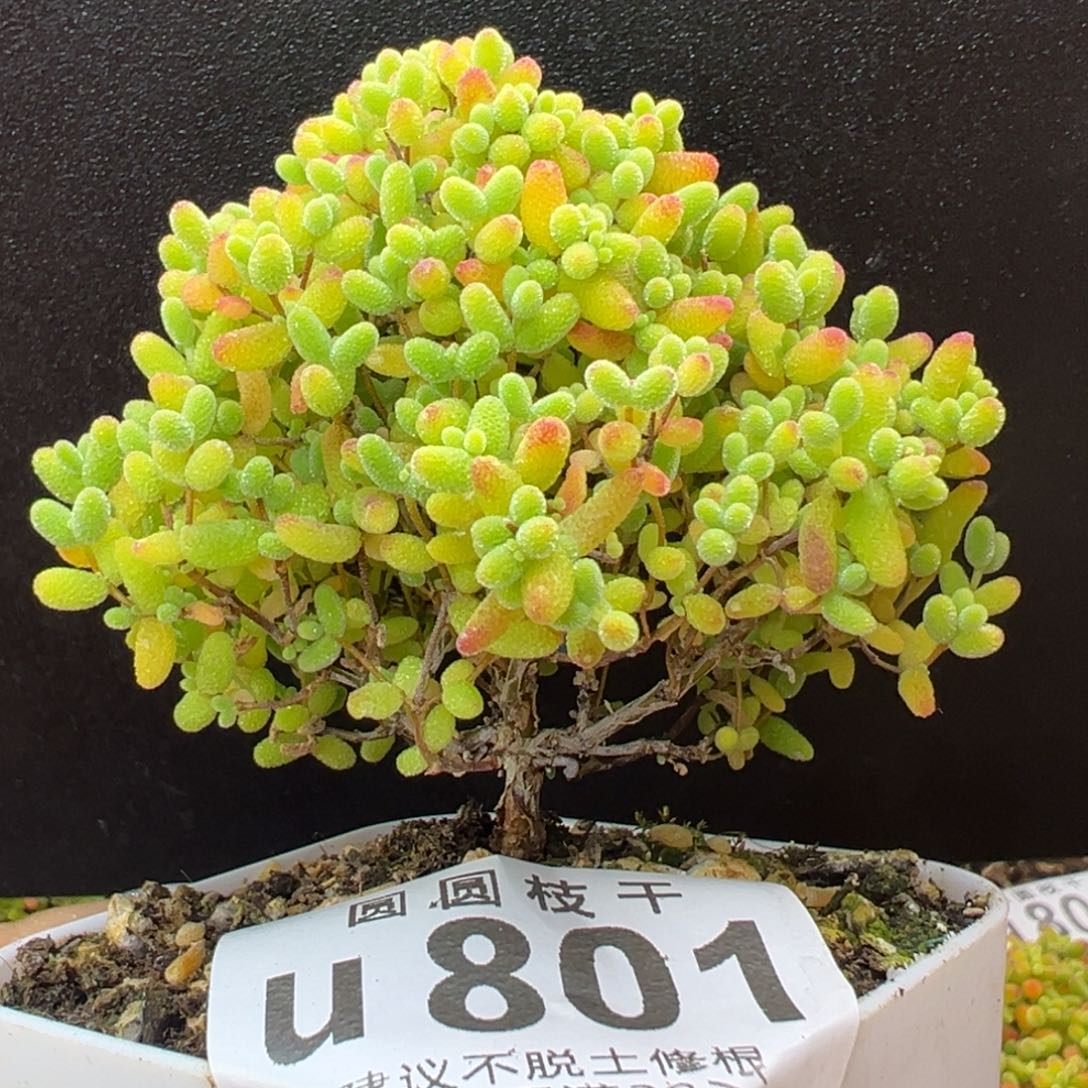小树型u801精控蜜橘糖球冠幅6.5cm