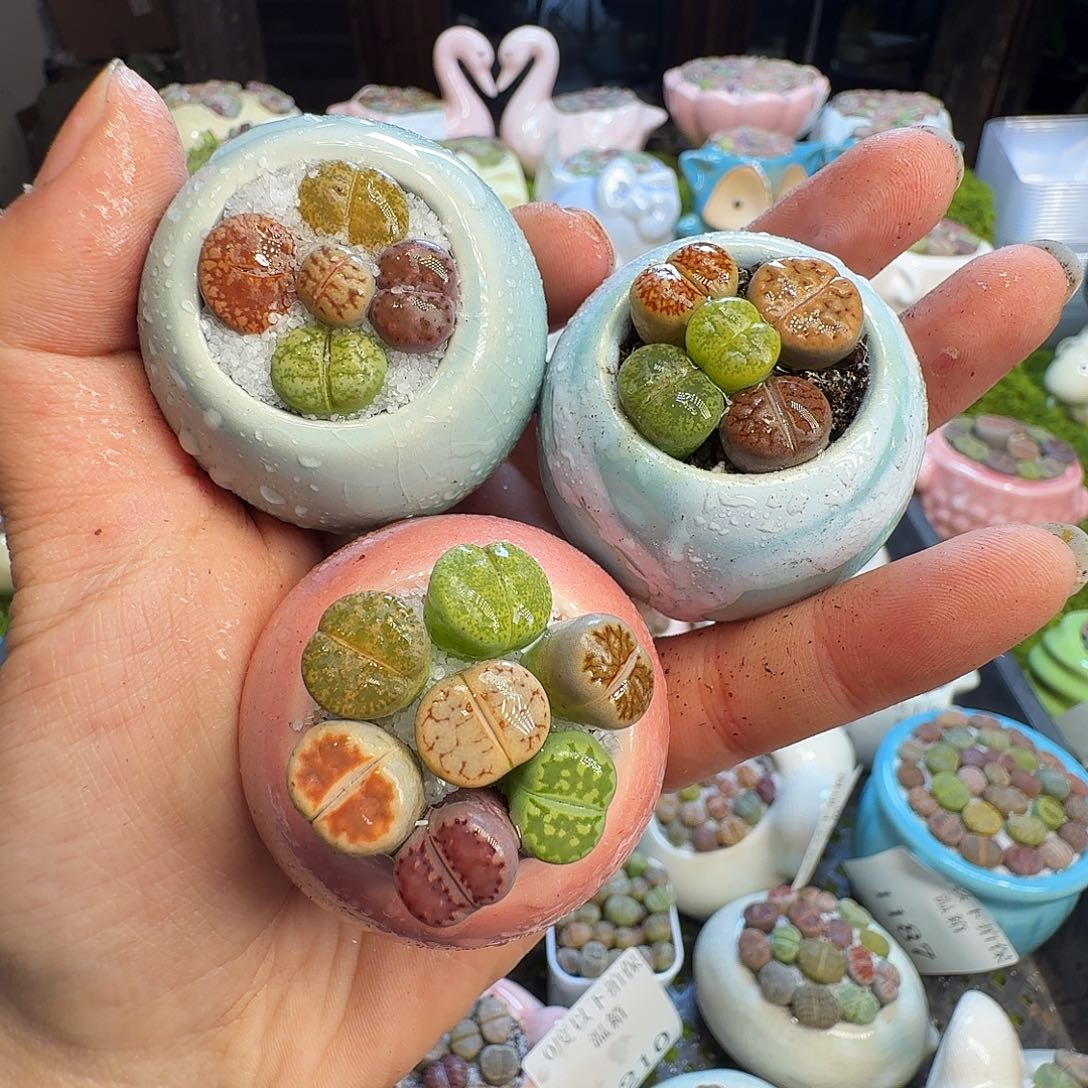 多肉植物的生长发育1223