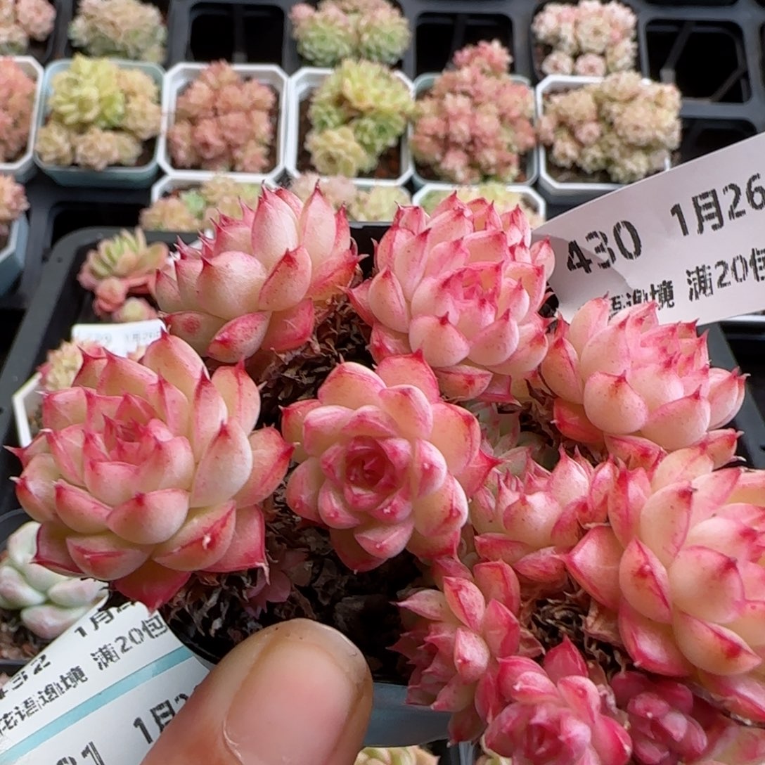 花语逸镜0126-430