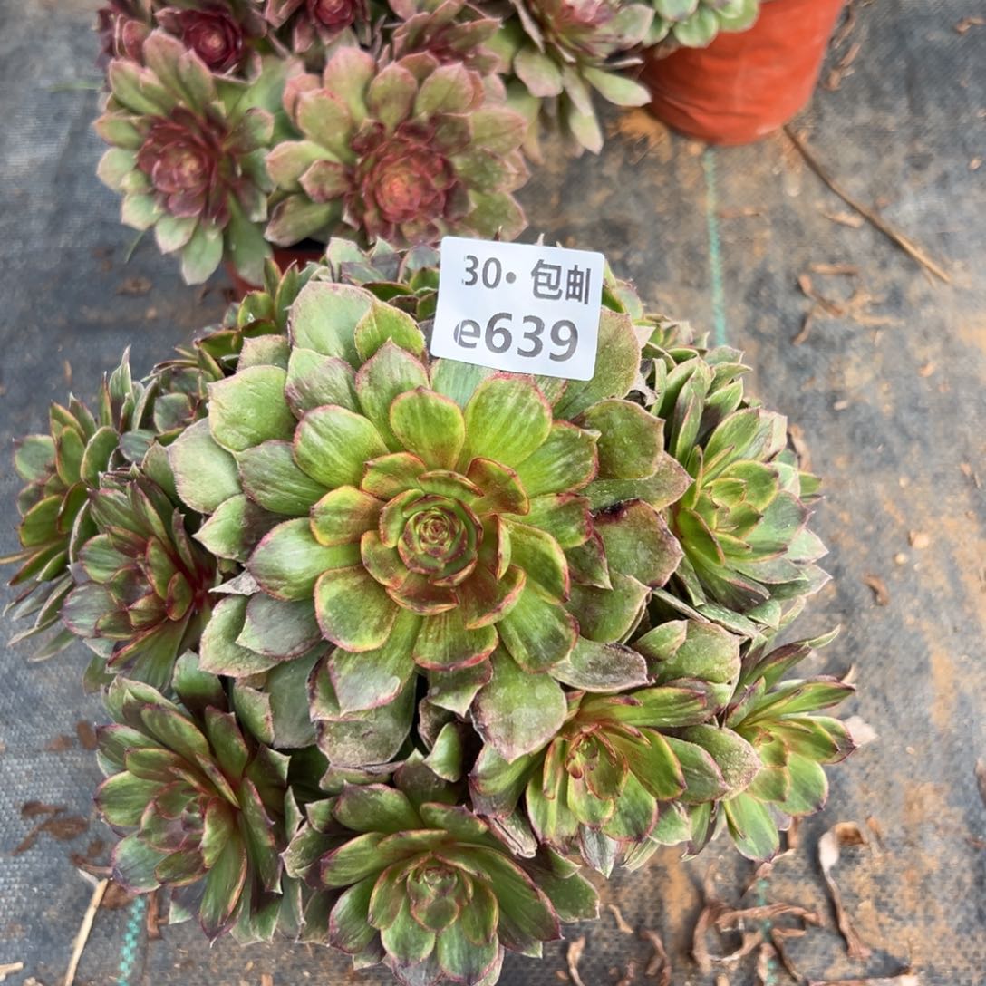 639红霞多肉法师