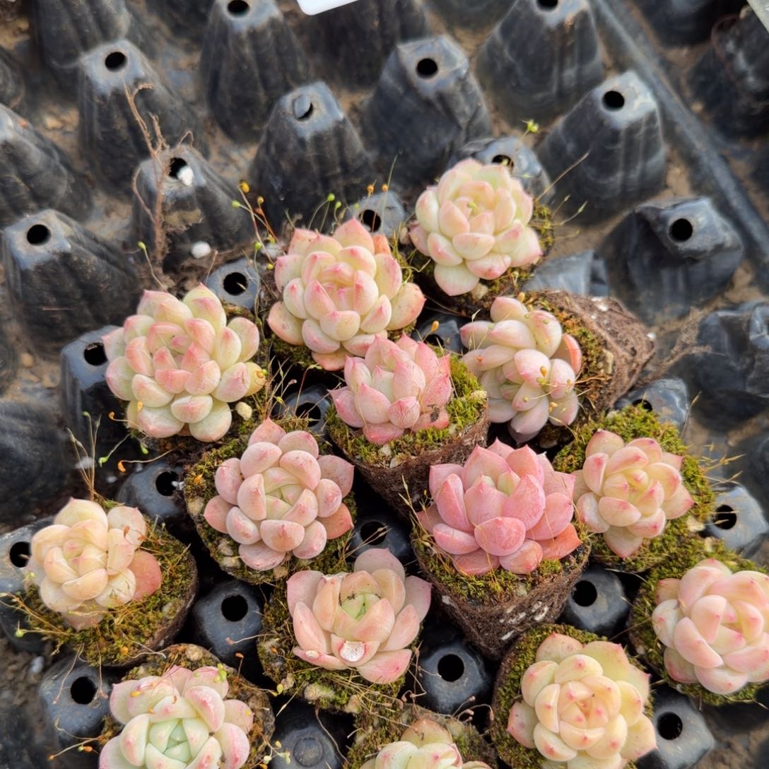 26-3珍妮二十四科带穴盘发货量拍