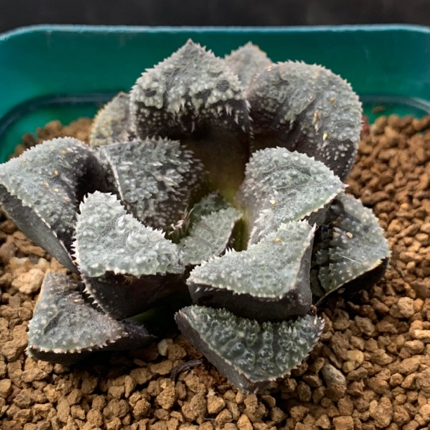 一物一拍实生短叶毛蟹青蟹高端新手多肉植物适合阳台办公室