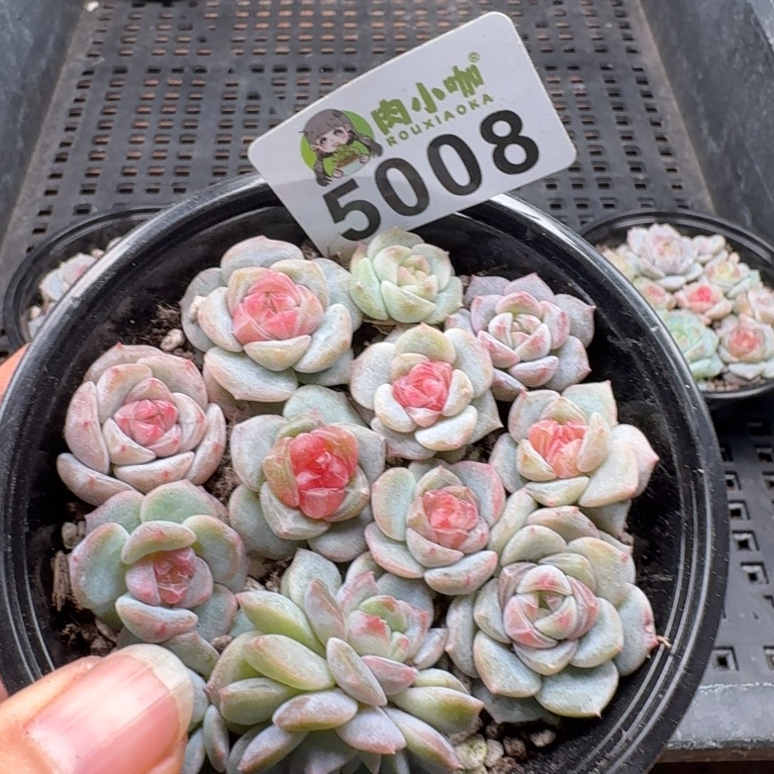 多肉植物多肉植物