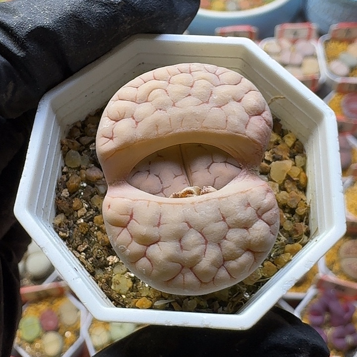 生石花2///。在。  393号