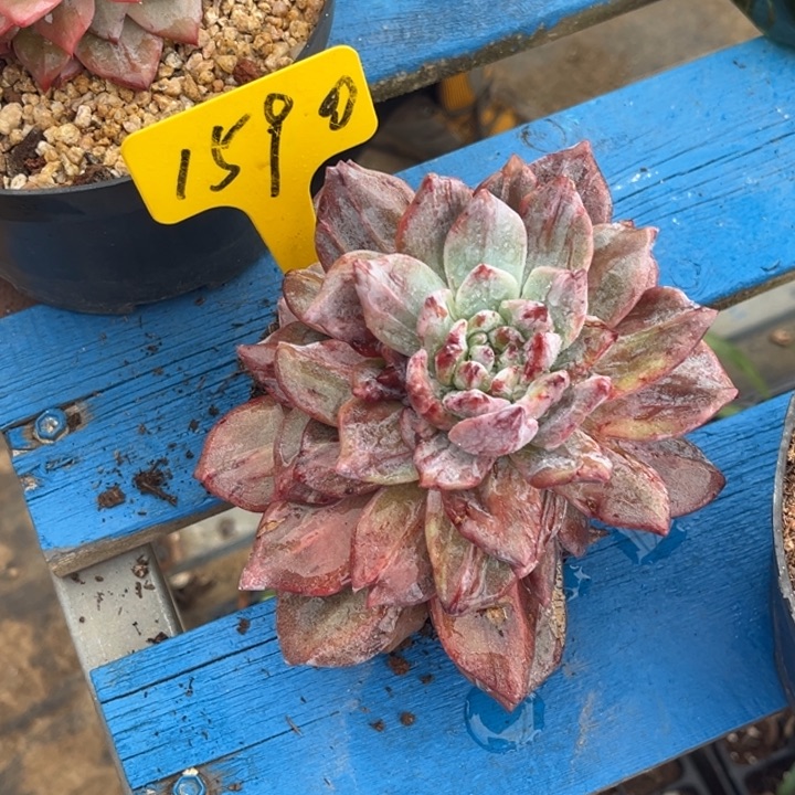 我****1590多肉5888899888888